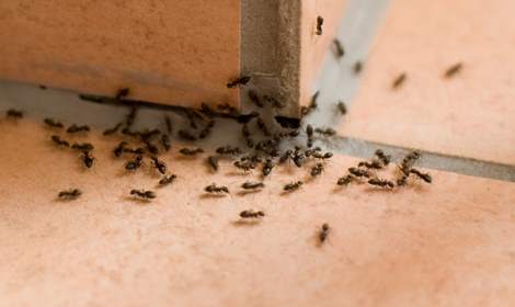 mieren verdelgen Drachten